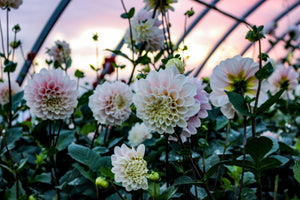 Spring Sale! Dahlia Tubers and More