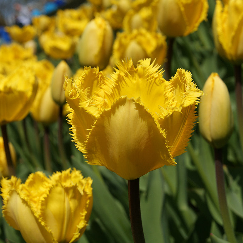 Tulip Crystal Star