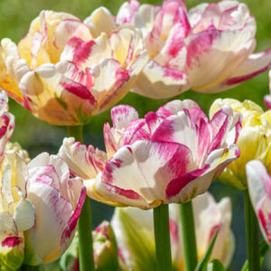 Tulip Double Shake