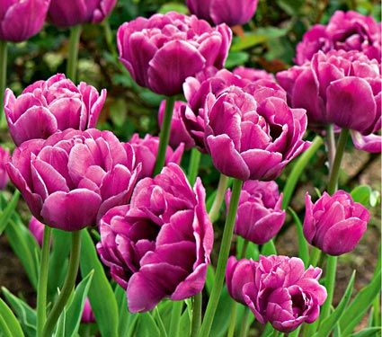 Tulip Backpacker
