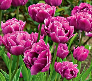 Tulip Backpacker