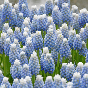 Muscari Ocean Magic