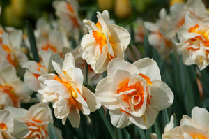 Daffodil Flower Parade
