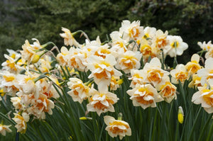 Daffodil Sweet Ocean