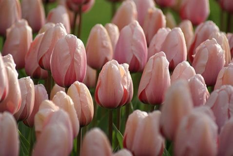 Tulips Mystic Van Eijk