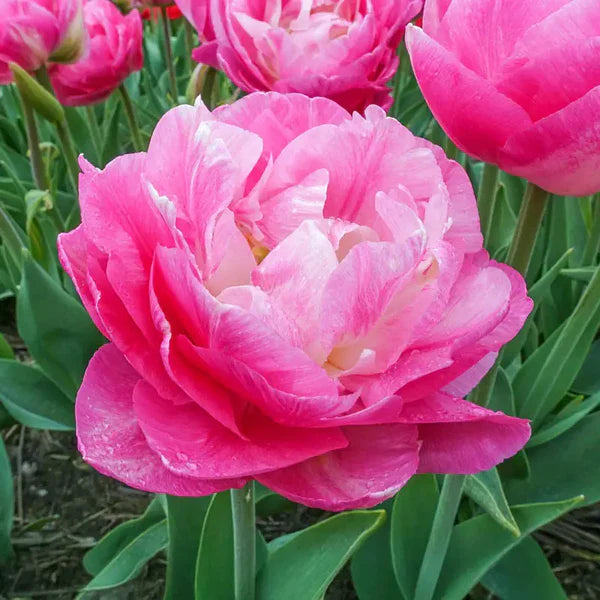 Tulip Pinksize