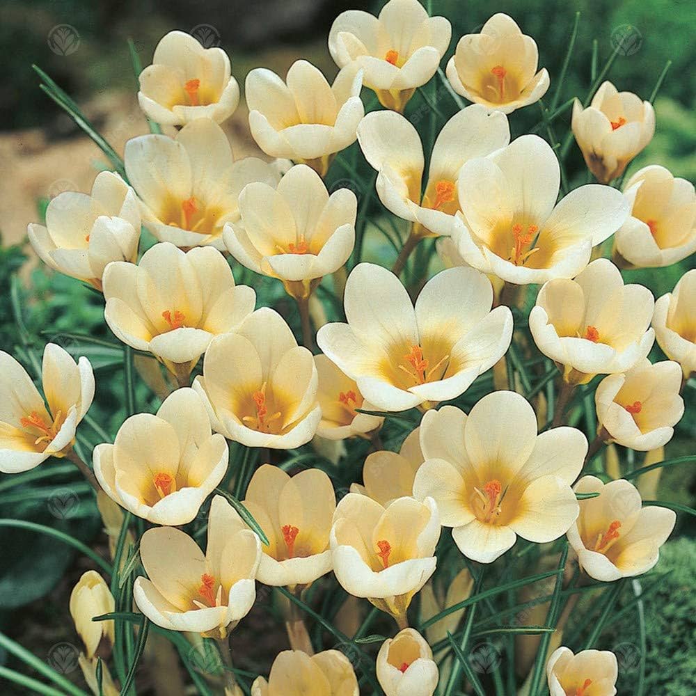 Crocus Cream Beauty