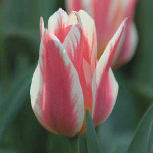 Tulip Quebec