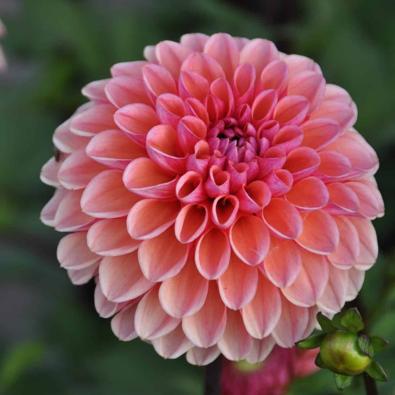 Dahlia, Daisy Duke