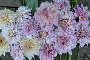 Dahlia, Cafe au Lait