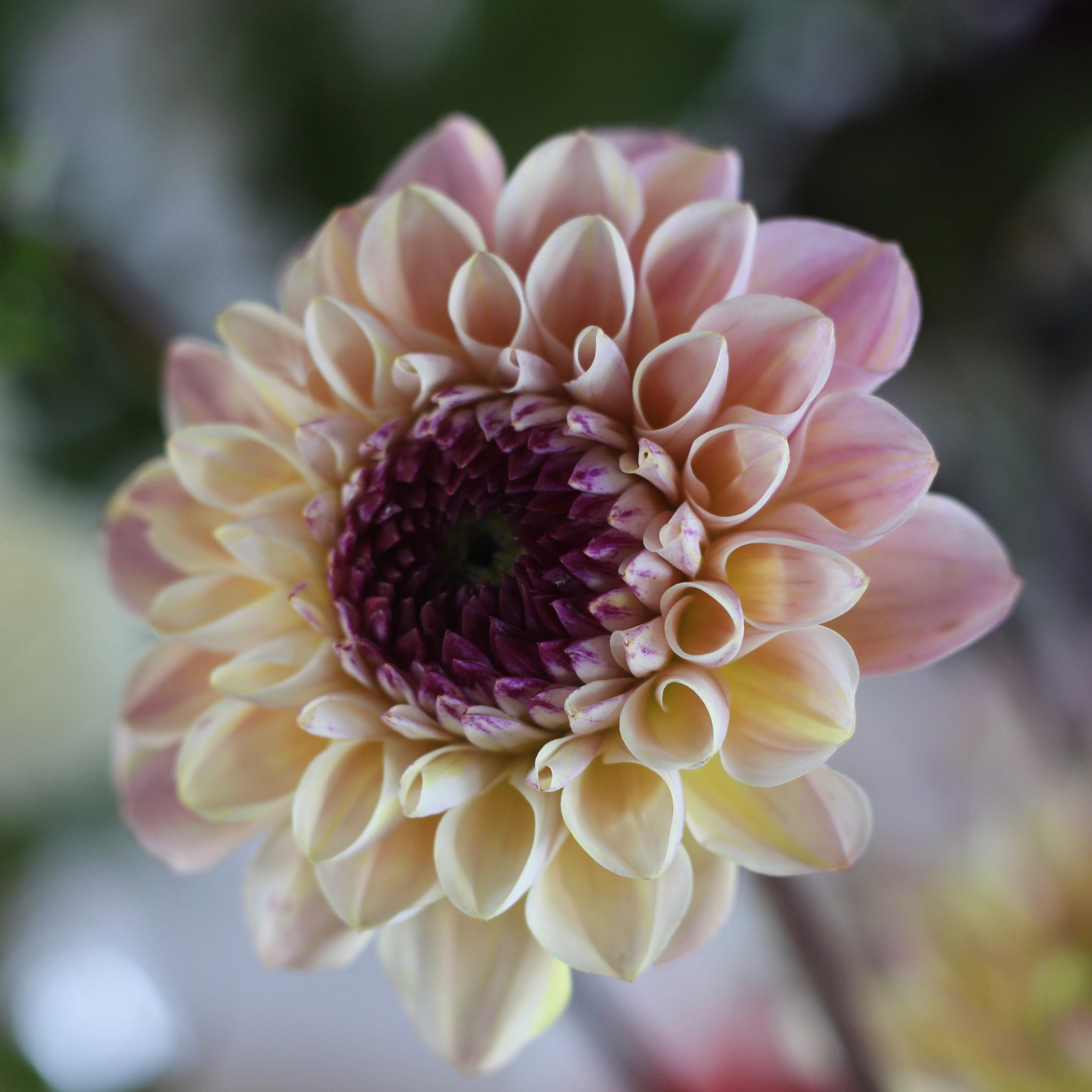 Dahlia, Wine-Eyed Jill