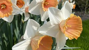 Daffodil Chromacolor