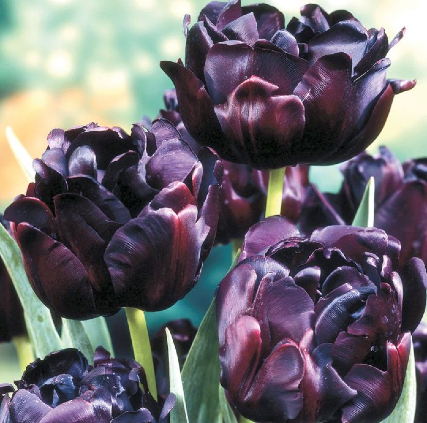 Tulip Black Hero