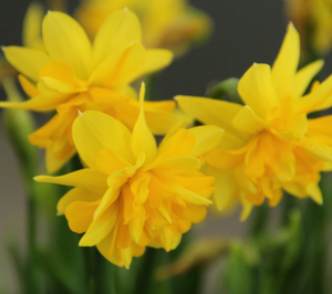 Daffodil Tete Boucle