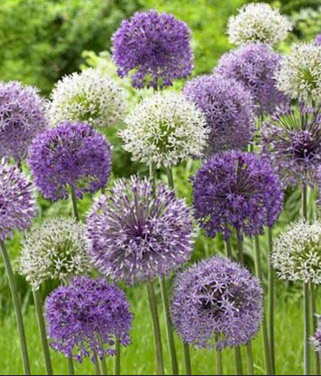 Allium Blend
