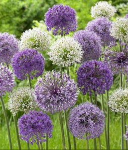 Allium Blend