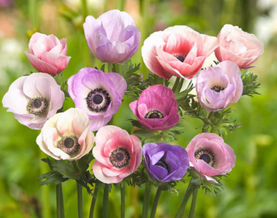 Anemone Pastel