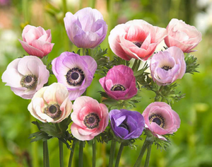 Anemone Pastel
