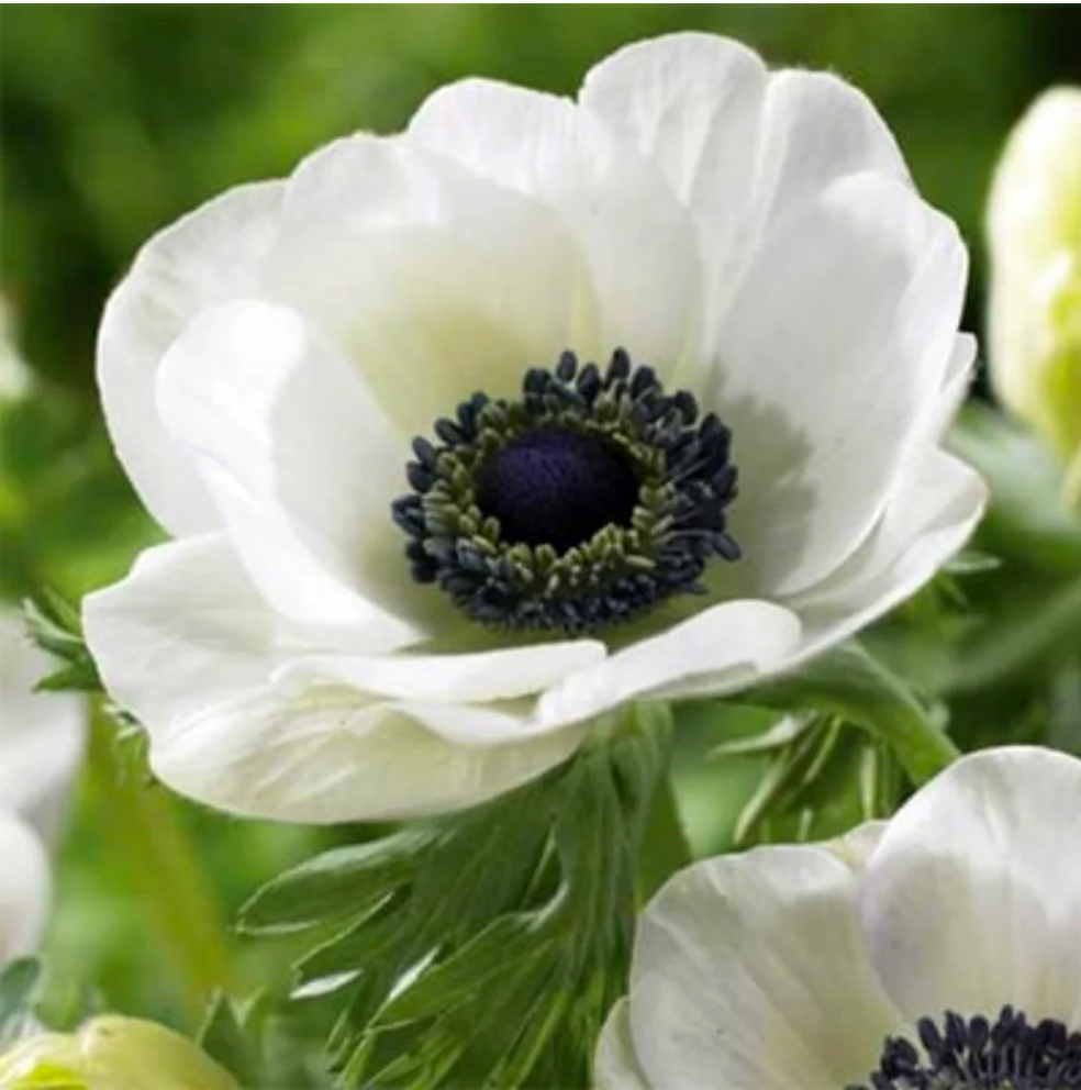 Anemone White