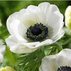 Anemone White