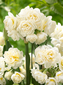 Daffodil Ehrlicher