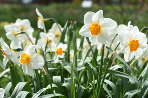 Daffodil Joyce Spirit