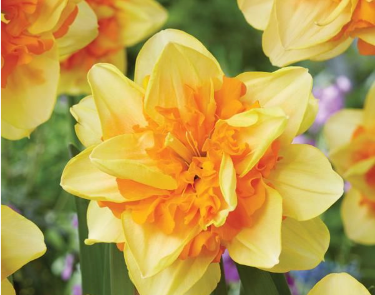 Daffodil Sun Catcher