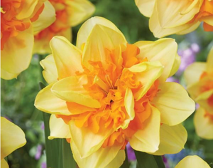 Daffodil Sun Catcher