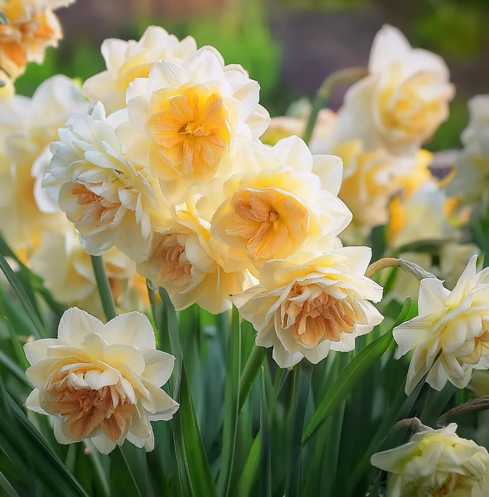 Daffodil Sweet Desire