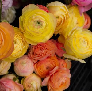 Ranunculus Pastel Lemon