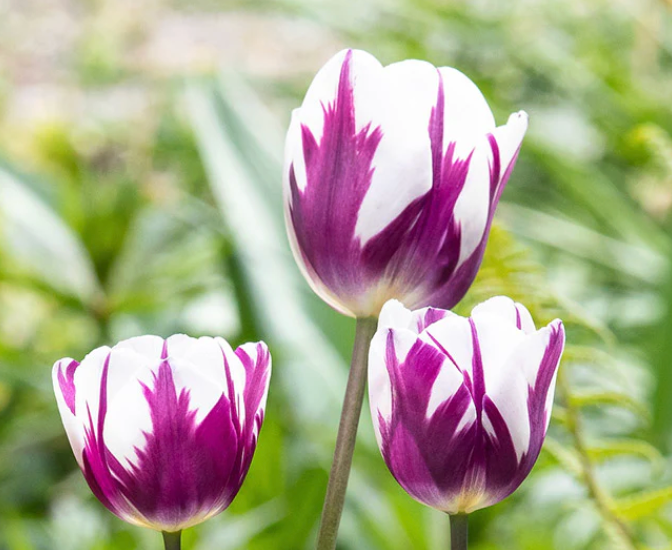 Tulip Blueberry Ripple