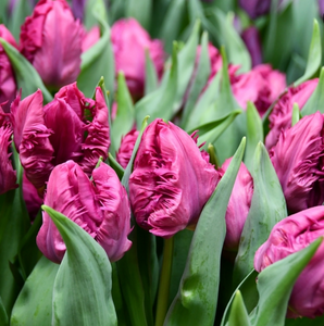 Tulip Parrot Prince