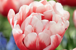 Tulip Voicemail