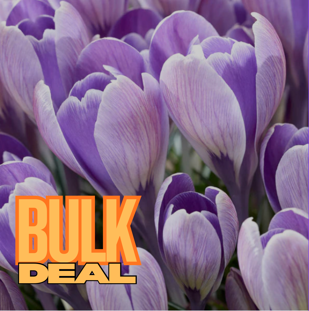 Crocus Striped Bird
