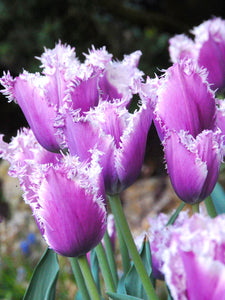 Tulip Crunching Cummins