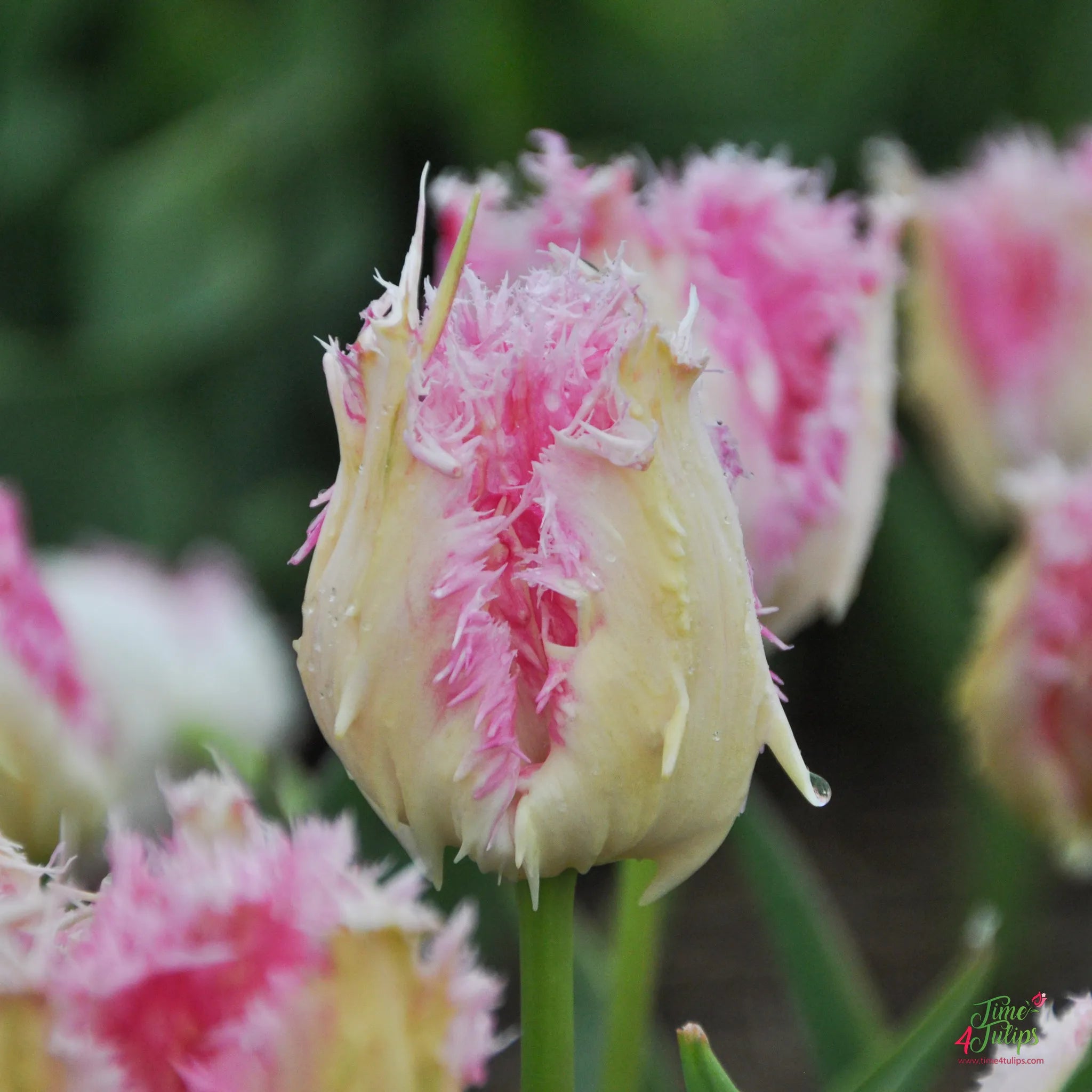 Tulip Drakensteyn