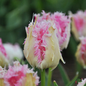 Tulip Drakensteyn
