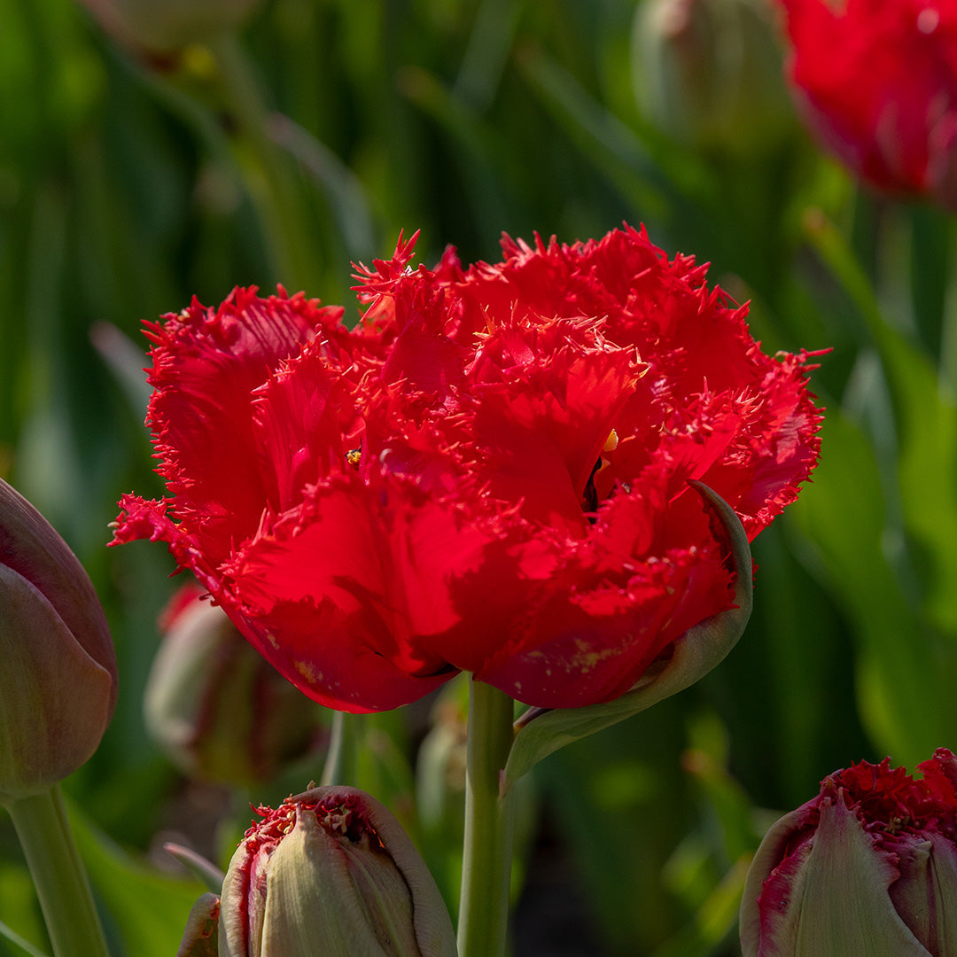 Tulip Mi Amor