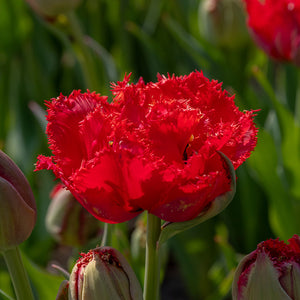 Tulip Mi Amor