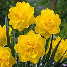 Daffodil Golden Ducat