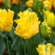 Tulip Texas Gołd