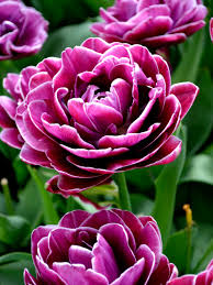Tulip Dreamtouch