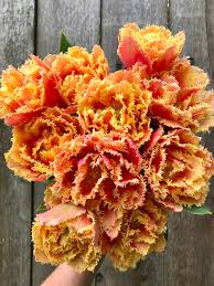 Tulip Double Fringed Brisbane