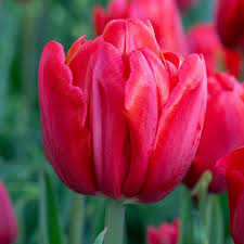 Tulip Red Foxtrot