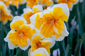 Daffodil Orangerie