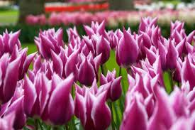 Tulip Claudia