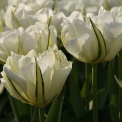 Tulip Exotic Emperor
