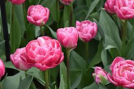 Tulip Double Peony Voque