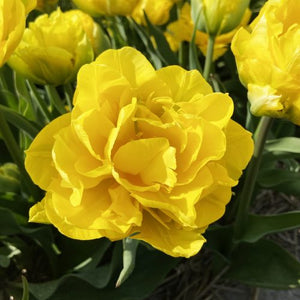 Tulip Marie Jo