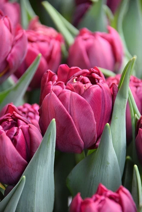 Tulip Alison Bradley